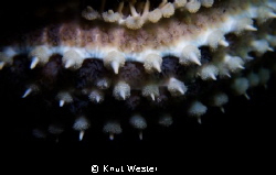 the arm of a spiny starfish by Knut Wester 